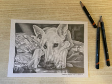 Load image into Gallery viewer, Pet Portrait