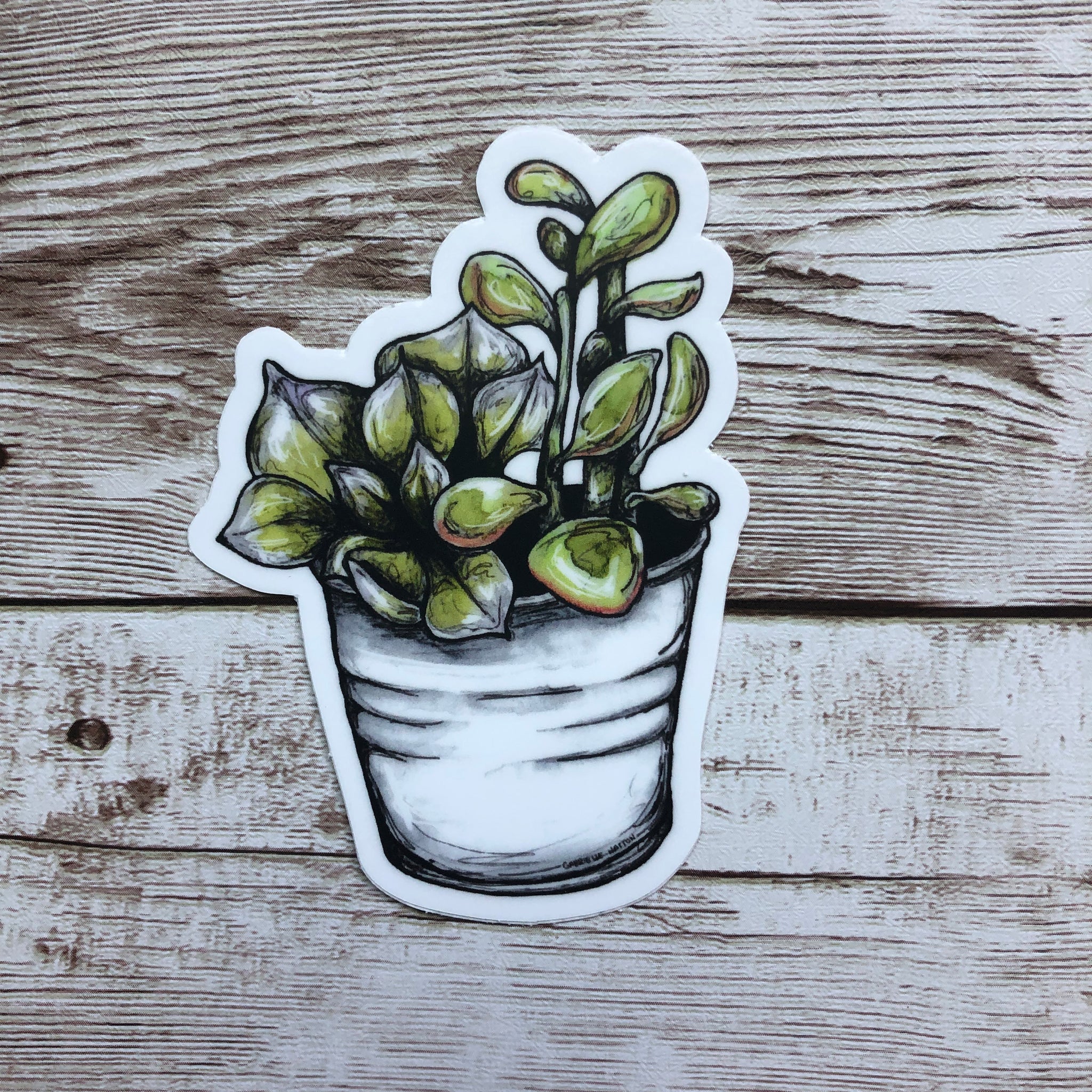 succulent vinyl Succulent