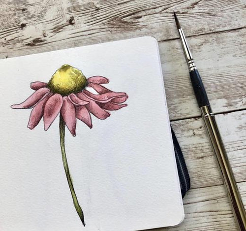 Sketch & Paint Lesson - Cone Flower